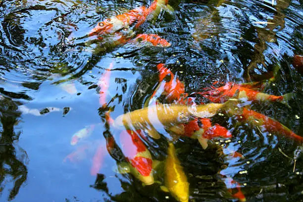 Photo showing a group of colourful koi carp, enjoying some fish food and splashing around in the garden pond as they compete for the pellets.