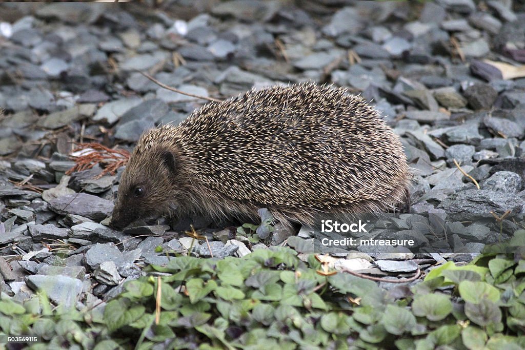 Europea immagine di riccio in giardino, cercando cibo - Foto stock royalty-free di Aculeo