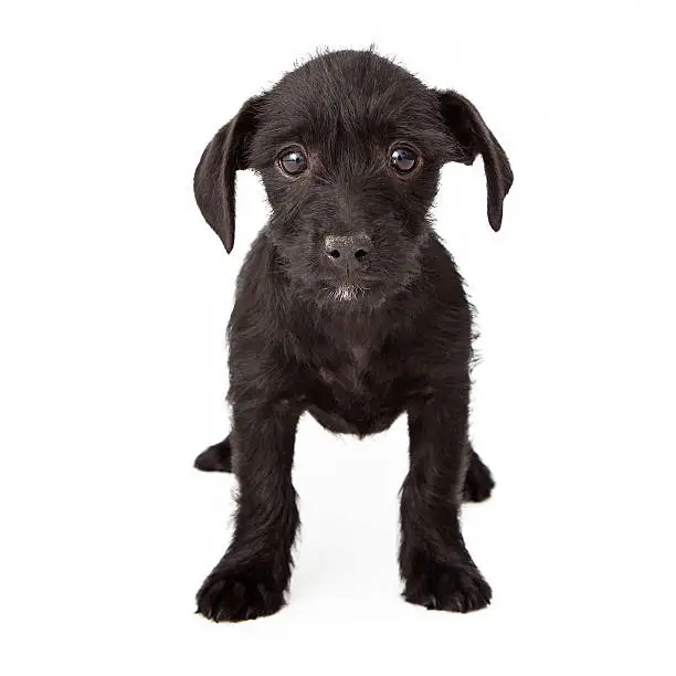 Black terrier mix puppy looking at the camera isolated on white background