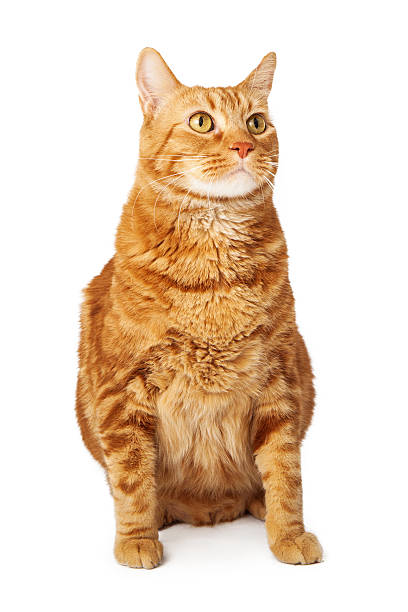 istock Orange tabby cat sitting looking to the side 503569319