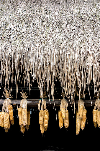 corn hanging under the roof peasant house