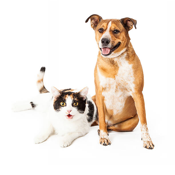 istock Happy Dog and Cat Sitting Together 503569679
