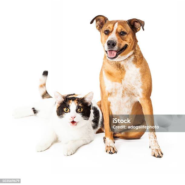 Foto de Cachorro Feliz E Gato Sentado Em e mais fotos de stock de Cão de Raça Indefinida - Cão de Raça Indefinida, Fundo Branco, Gato doméstico