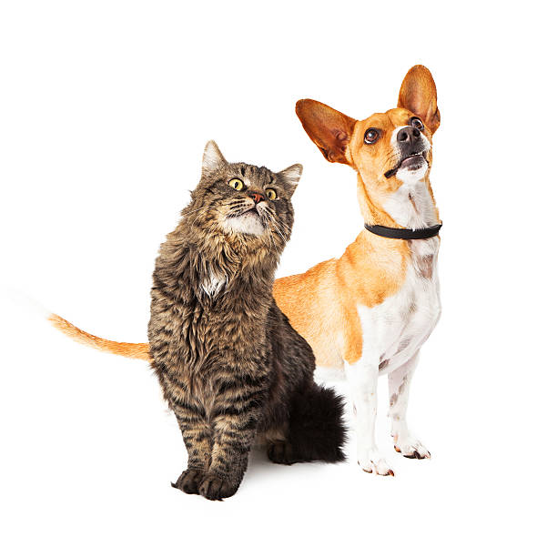 istock Dog and Cat Looking Up Together 503569723