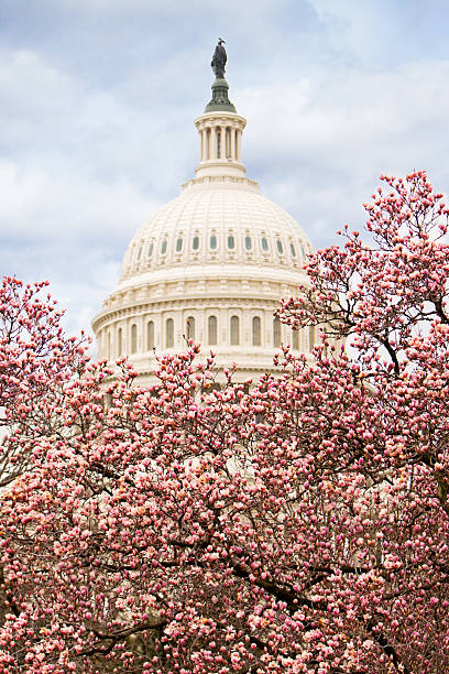 istock Cherry Blossoms at the Capitol Building 503569729
