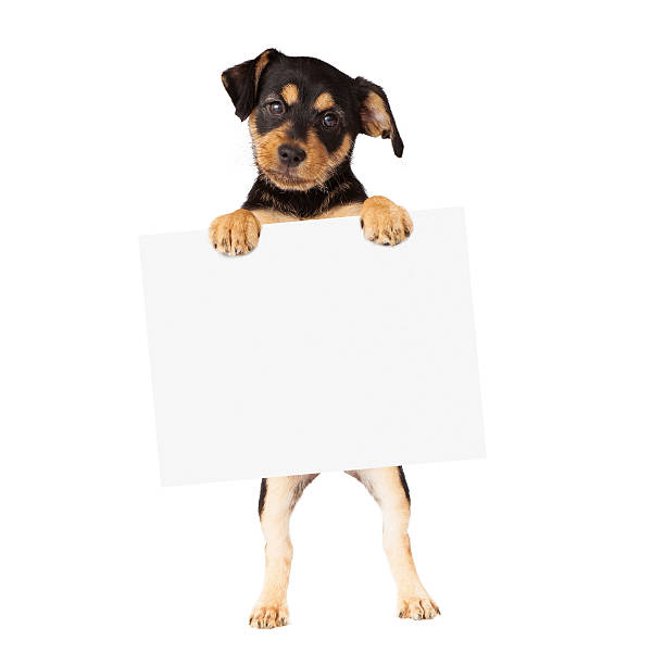 Black and Tan Puppy Holding Blank Sign An adorable little black and tan mixed breed puppy standing up and begging with his paws begging animal behavior stock pictures, royalty-free photos & images