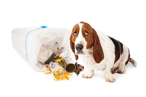 Basset Hound dog looking up with a guilty expression while sitting next to a tipped over garbage can