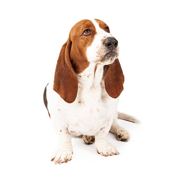 istock Angry Basset Hound Scowling 503569807