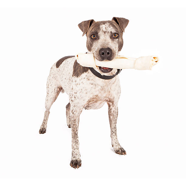 istock American Staffordshire Terrier With Bone 503569819