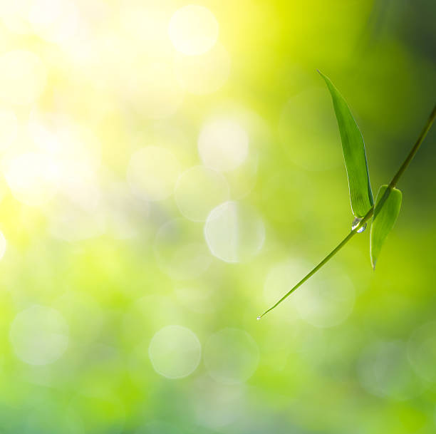 istock dew on green leaf of bamboo with  sunlight 503570121