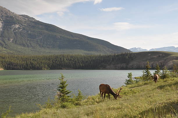istock Canada Nature Collection - British Columbia - Jasper 503578362