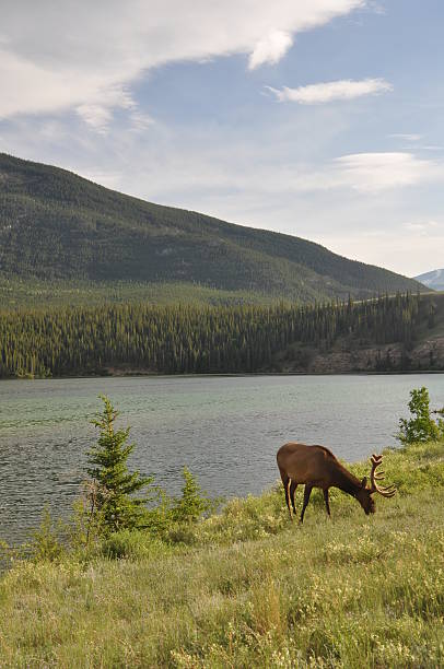 istock Canada Nature Collection - British Columbia - Jasper 503578406