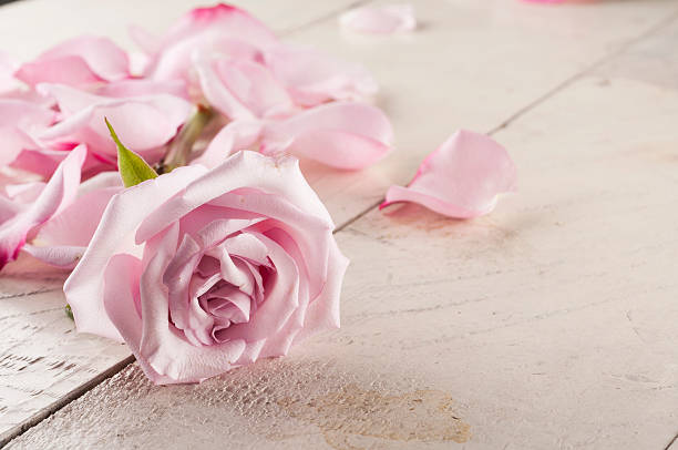 istock Rose and petals over wooden background. 503578720