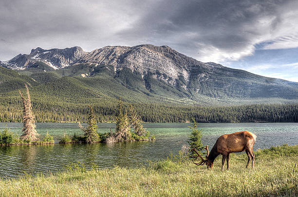 istock Canada Nature Collection - British Columbia - Jasper 503578880