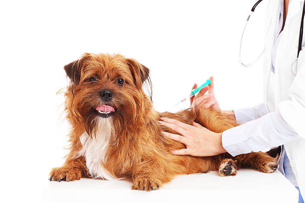 istock Vet dog and injection 503578984