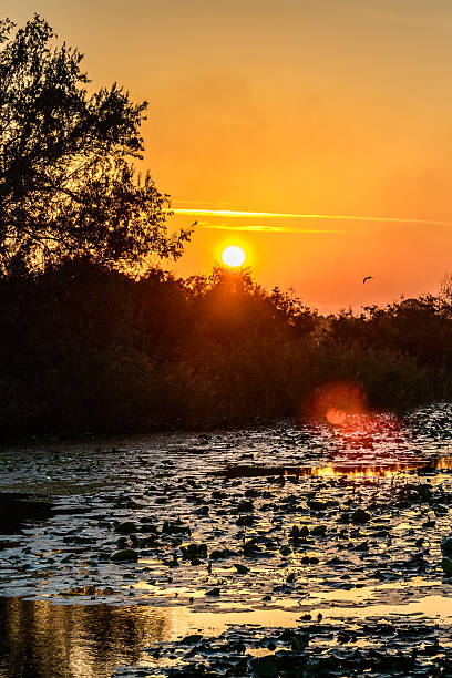 istock Sunset on the lake with water lilies  and with trees 503580130