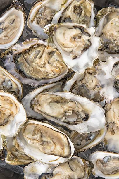 istock man holding oysters in a plate shucked 503580474