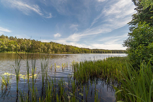istock Landscape: hot summer day on the forest river 503581974