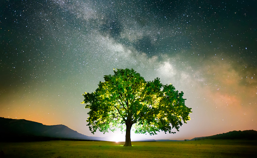 lonely tree on field under milky way galaxy, Dobrogea, Romania