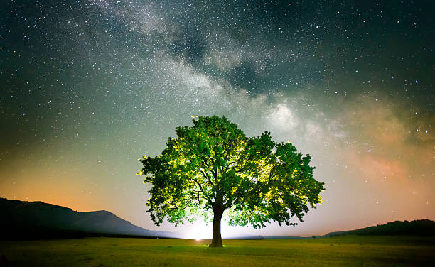 lonely tree on field under milky way galaxy, Dobrogea, Romania stock photo