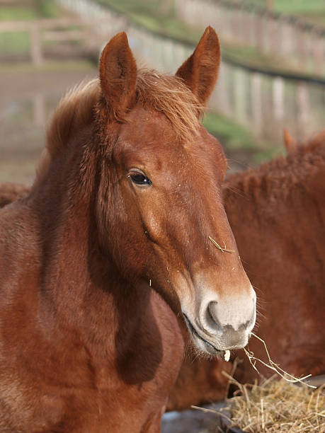 istock Chestnut Horse Head Shot 503585438