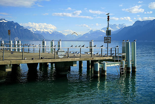Flock of Gulls on Lake Geneva