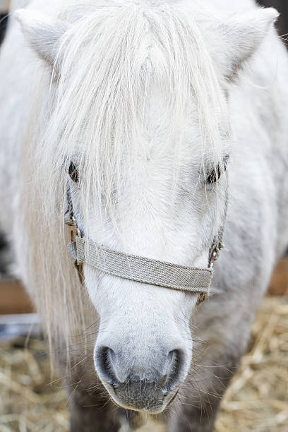 Cabeça de um cavalo branco - foto de acervo