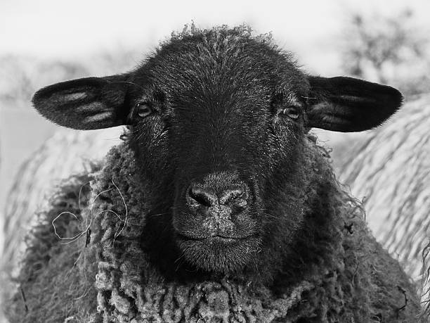 Black sheep looking into the camera stock photo