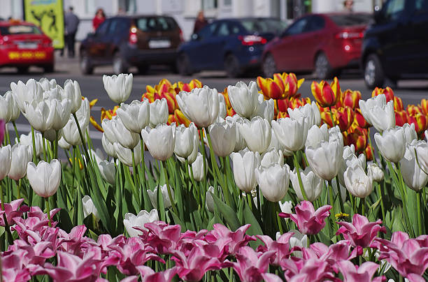istock Tulips on a city street. 503586628