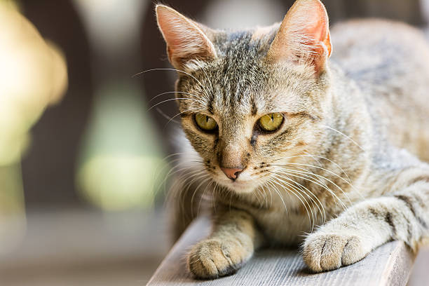 istock Cute Domestic Cat 503588136