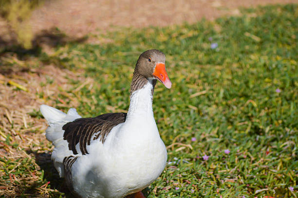 istock Domestic grey goose on a river bank 503588706