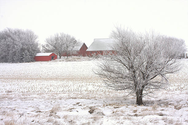 rosso granaio, neve bianca in iowa - corn snow field winter foto e immagini stock