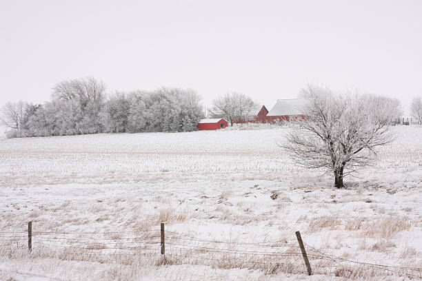 담장, frosty 아이오아 farmstead - corn snow field winter 뉴스 사진 이미지