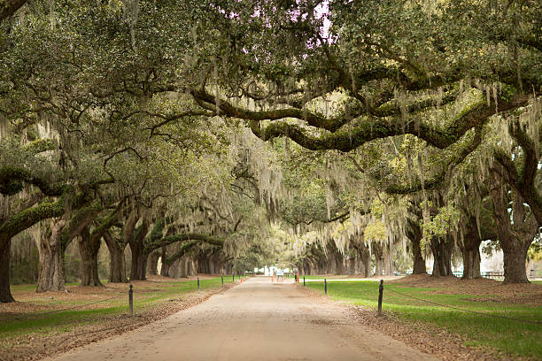 istock Avenue of Oaks 503589538