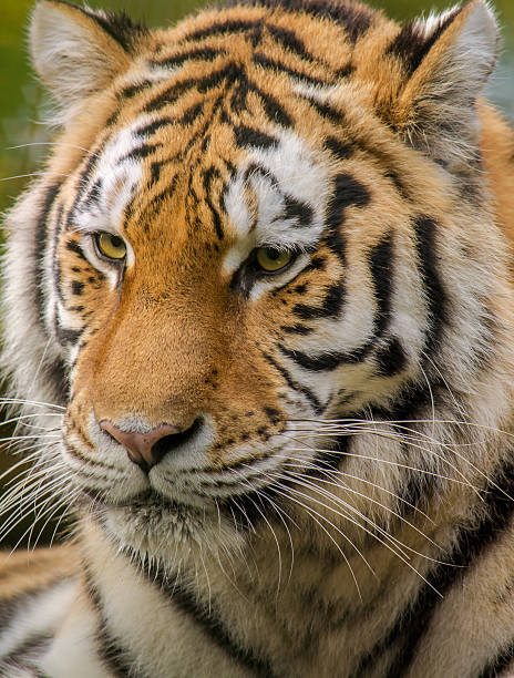 istock Siberian tiger portrait 503590250