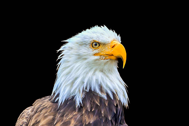 istock Portrait of a bald eagle in black background 503591154