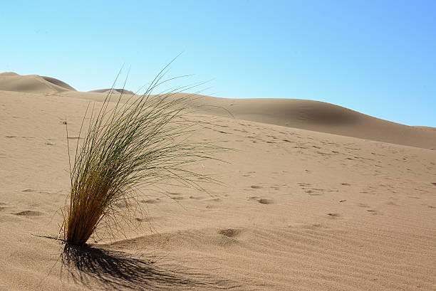 istock Sahara desert in Morocco 503591170