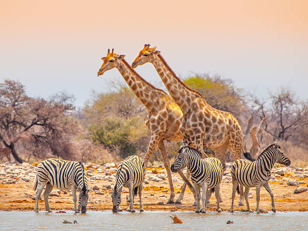 Giraffes and zebras at waterhole Two giraffes and four zebras at waterhole in Etosha National Park, Namibia zebra photos stock pictures, royalty-free photos & images
