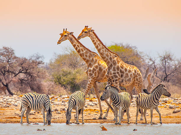 Giraffes and zebras at waterhole Two giraffes and four zebras at waterhole in Etosha National Park, Namibia namibia stock pictures, royalty-free photos & images