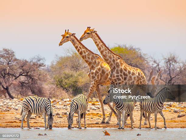 Giraffes And Zebras At Waterhole Stock Photo - Download Image Now - Namibia, Etosha National Park, Giraffe