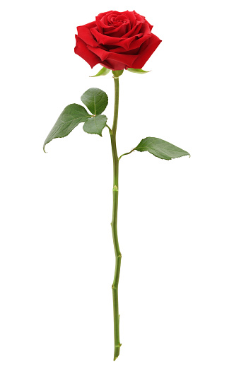 Long Stem Red Rose isolated on white