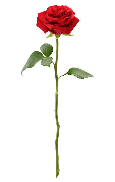 Long Stem Red Rose isolated on white
