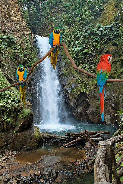 водопад ла-пас и macaws - tropical climate waterfall formal garden ornamental garden стоковые фото и изображения
