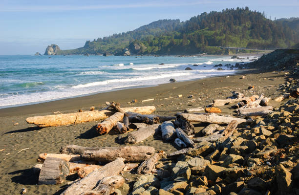istock Redwood National Park 503592530