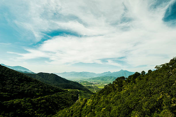 View of a Forest, Mexico stock photo