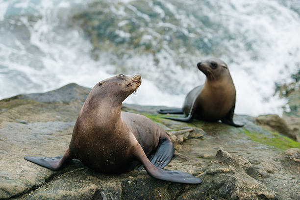 istock La Jolla Sea Lions 503593594