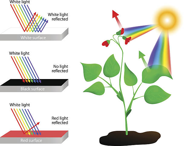 ilustrações de stock, clip art, desenhos animados e ícones de reflecte e absorve.  espectro de cores e luz solar - light waving rainbow vector