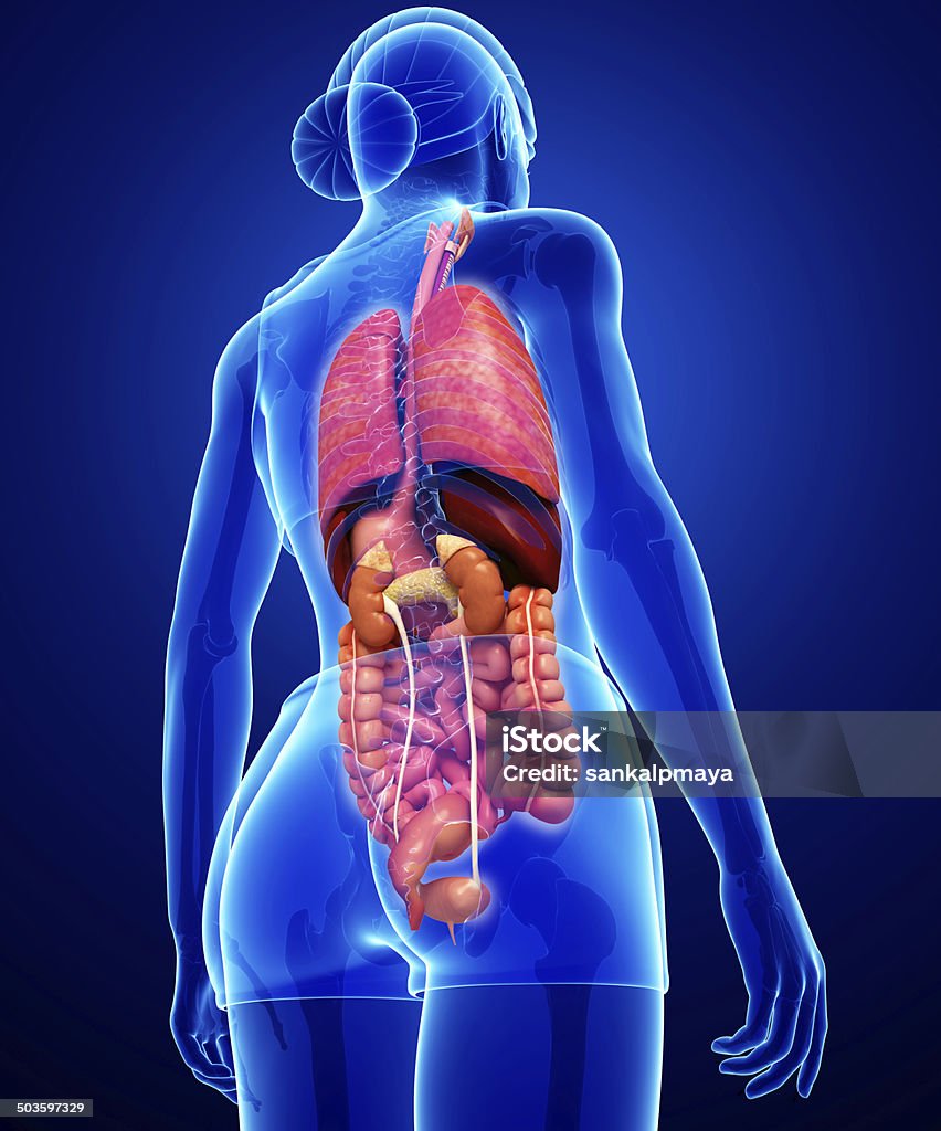 Female digestive system artwork Illustration of female digestive system back view Abdomen Stock Photo