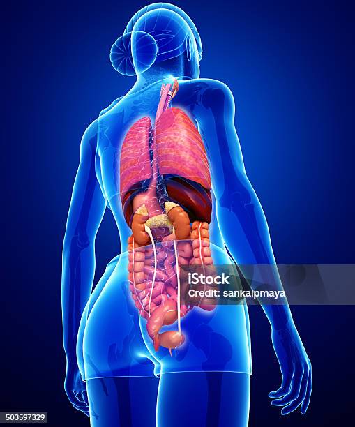 Female Digestive System Artwork Stock Photo - Download Image Now - Abdomen, Anatomy, Animal Digestive System