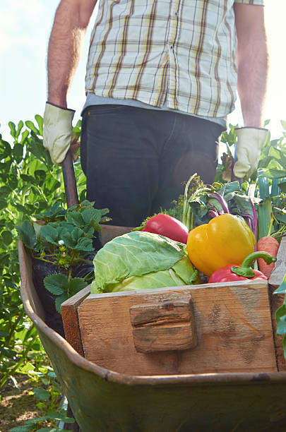istock Farmer pushing garden cart 503597967